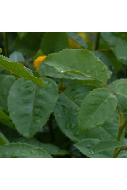 Зелене велике матове листя троянда Голден Гейт 